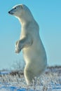 Polar bear standing on look out.