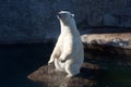 Polar bear standing on the rock Royalty Free Stock Photo