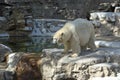 Polar Bear Standing On A Rock At The Zoo In Saint Louis, Missouri.