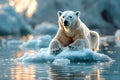 A polar bear standing on a small piece of ice between icebergs in the sea with the water calm and the first rays of the morning Royalty Free Stock Photo