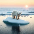 Polar bear standing on a very small ice field in a dwindling environment