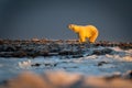 Polar bear stands at sunset lifting head Royalty Free Stock Photo