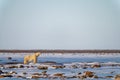 Polar bear stands on tundra lifting head Royalty Free Stock Photo