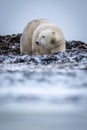 Polar bear stands on tundra looking left