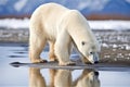 a polar bear stepping on cracking thin ice