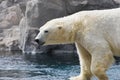 Polar Bear Sticking Out Tongue Royalty Free Stock Photo
