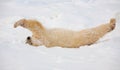 Polar bear stretching in snow in Wapusk National Park, Canada. Royalty Free Stock Photo