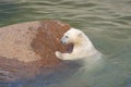 Polar bear struggles for his life Royalty Free Stock Photo