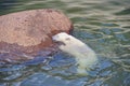 Polar bear struggles for his life Royalty Free Stock Photo