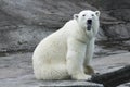 Polar bear stuck out his tongue. Funny emotions in animals
