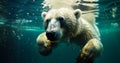 Polar Bear Submersion Swimming in Arctic Waters