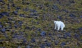 Polar bear in summer Arctic