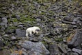 Polar bear in summer Arctic