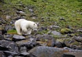 Polar bear in summer Arctic