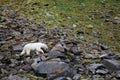 Polar bear in summer Arctic