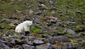 Polar bear in summer Arctic