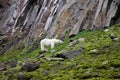 Polar bear in summer Arctic