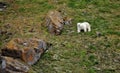 Polar bear in summer Arctic