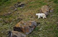 Polar bear in summer Arctic