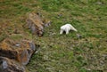 Polar bear in summer Arctic