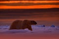 Polar bear sunset in the Arctic. Bear on the drifting ice with snow, with evening orange sun, Svalbard, Norway. Beautiful red sky Royalty Free Stock Photo