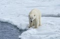 Polar Bear, Svalbard Archipelago, Norway