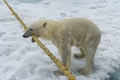 Polar bear, Svalbard Archipelago, Norway