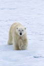 Polar Bear, Svalbard Archipelago, Norway