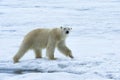 Polar bear, Svalbard Archipelago, Norway