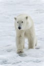 Polar bear, Svalbard Archipelago, Norway