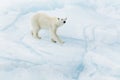 Polar bear at Svalbard