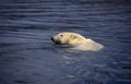 Polar bear swimming