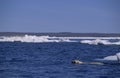 Polar bear swimming