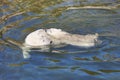 Polar bear swimming with his cub on the water. Royalty Free Stock Photo