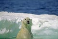 Polar bear swimming in ice floe Royalty Free Stock Photo