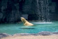 Polar bear is swimming Royalty Free Stock Photo