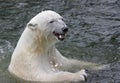 Polar Bear swimming in sea