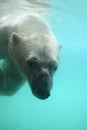 Polar bear Royalty Free Stock Photo