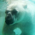 Polar bear Royalty Free Stock Photo