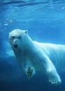 Polar bear swimming underwater