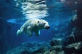 polar bear swimming underwater in clear blue ice Royalty Free Stock Photo