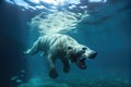 polar bear swimming underwater in clear blue ice Royalty Free Stock Photo