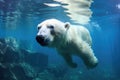 polar bear swimming underwater in clear blue ice Royalty Free Stock Photo