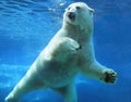 Polar bear swimming underwater