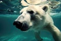 Polar bear are swimming underwater in ocean Royalty Free Stock Photo