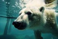 Polar bear are swimming underwater in ocean Royalty Free Stock Photo