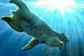 Polar Bear swimming underwater