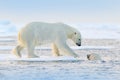 Polar bear swimming in water. Two bears playing on drifting ice with snow. White animals in the nature habitat, Alaska, Canada. Royalty Free Stock Photo