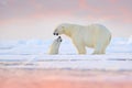 Polar bear swimming in water. Two bears playing on drifting ice with snow. White animals in the nature habitat, Alaska, Canada.