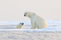 Polar bear swimming in water. Two bears playing on drifting ice with snow. White animals in the nature habitat, Alaska, Canada. Royalty Free Stock Photo